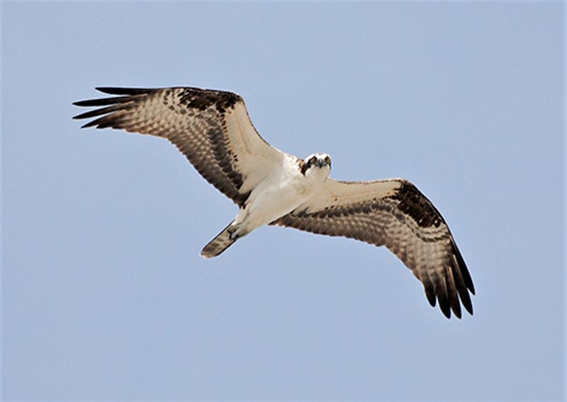 Birdwatching That Will Genuinely Impress You