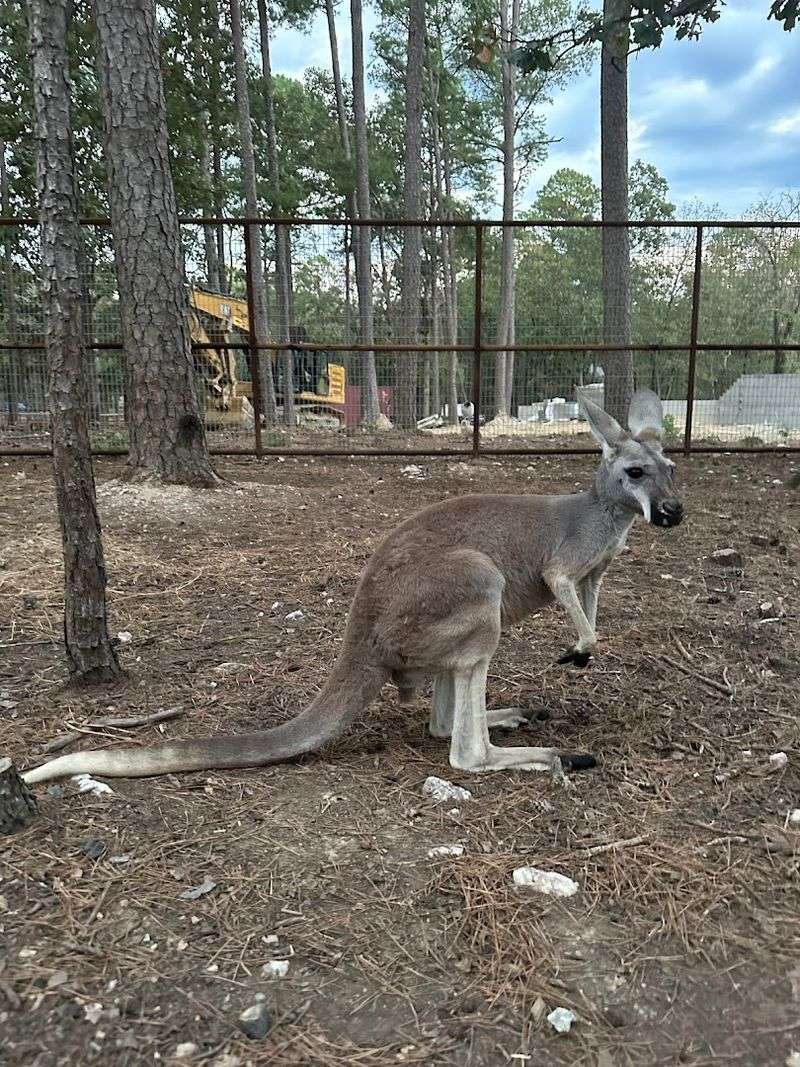 Kangaroos, Tortoises, and the Ultimate Package