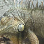 The Small Oklahoma Animal Park Where You Can Pet a Zebra