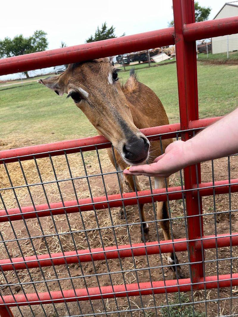 Why Lost Creek Safari Keeps People Coming Back