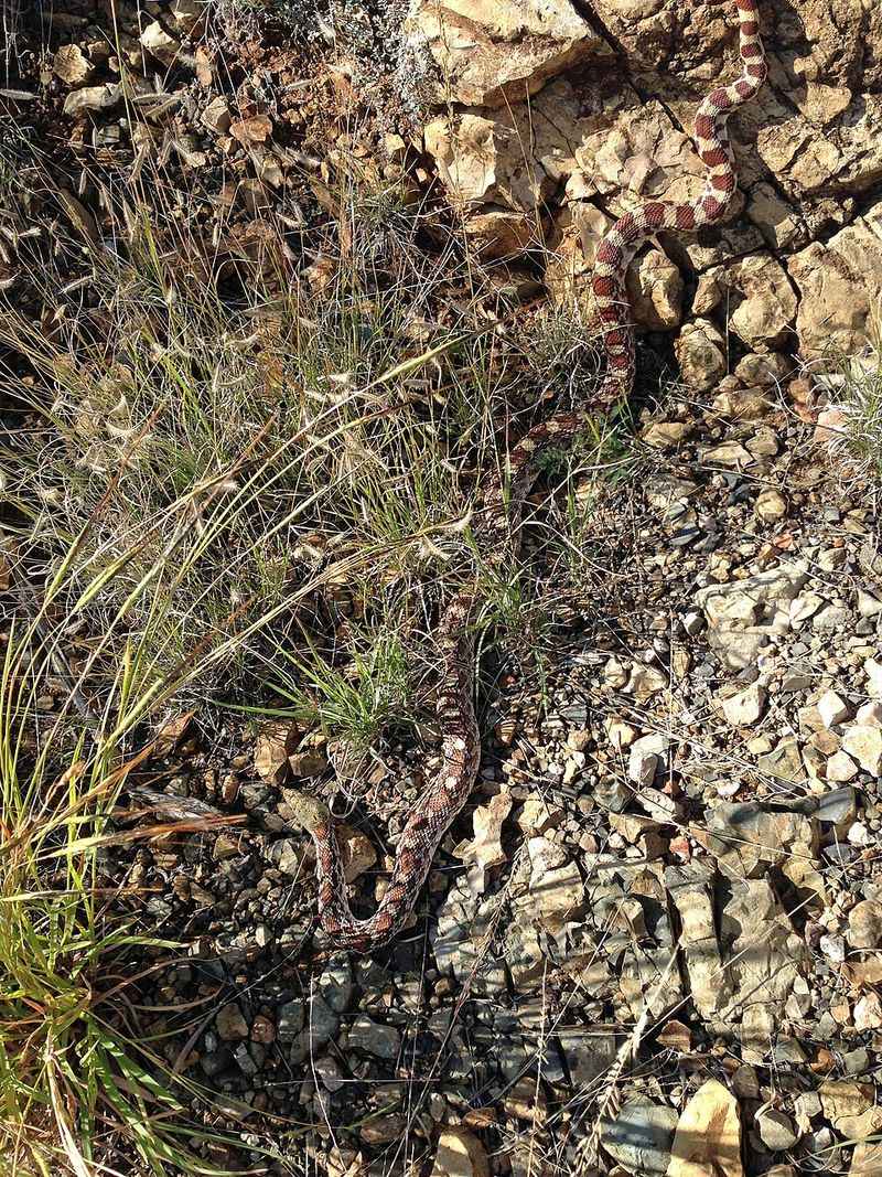 How to Hike Safely in Snake Country