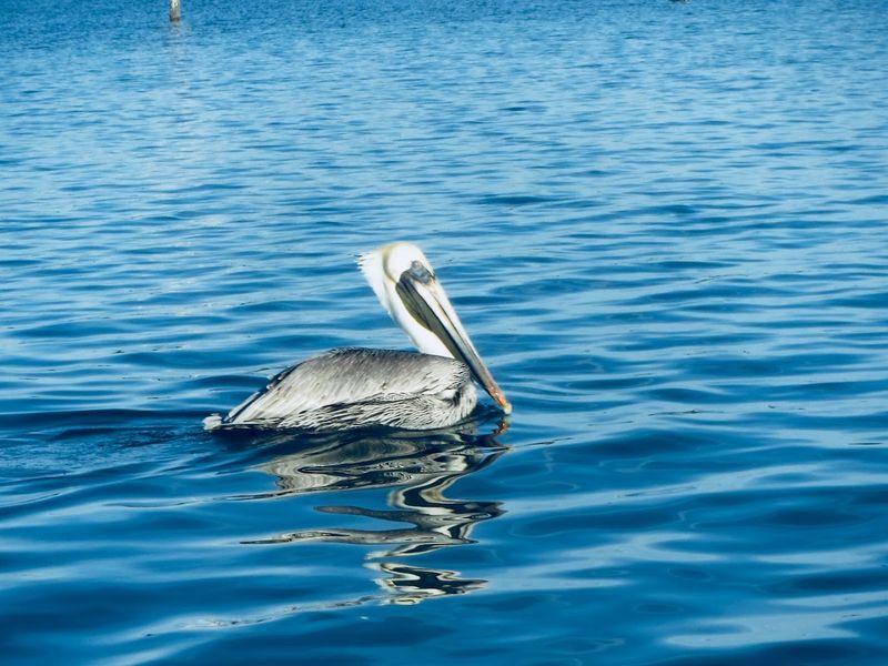 Wildlife Beyond Dolphins: What Else Lives Out There