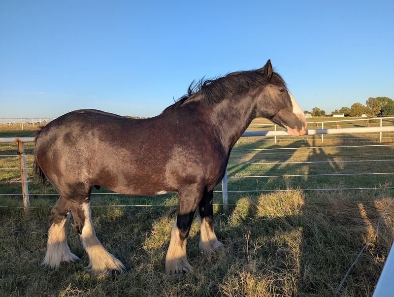 Holiday Season and Parade Appearances