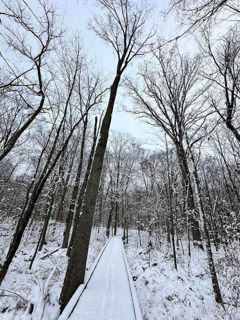 What a First Snow Walk Feels Like Here