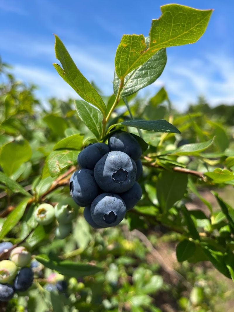 The Blueberry Varieties Growing in the Fields