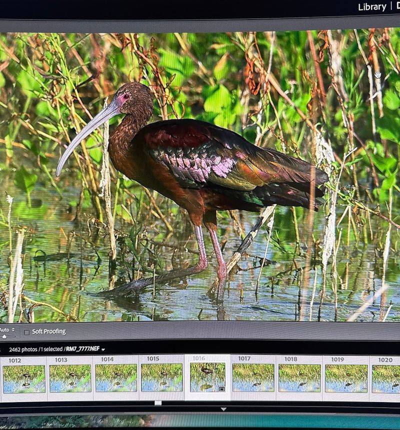 The Birds That Make This Area Famous