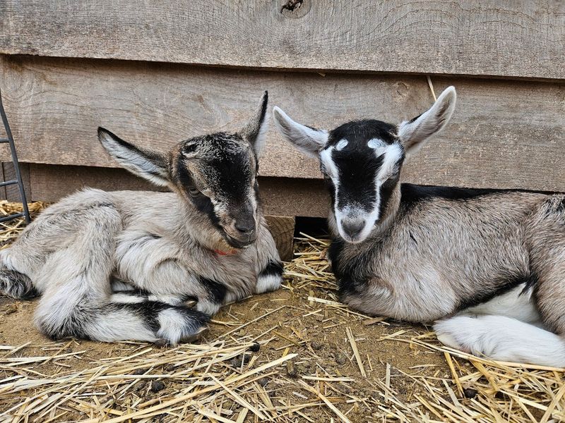 The Goats Themselves Are the Main Attraction