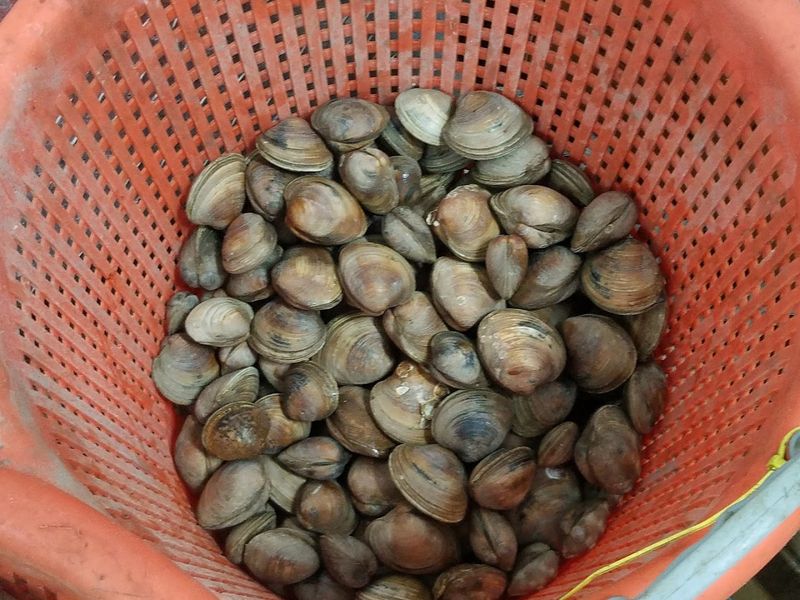 The Clams That Built a Reputation