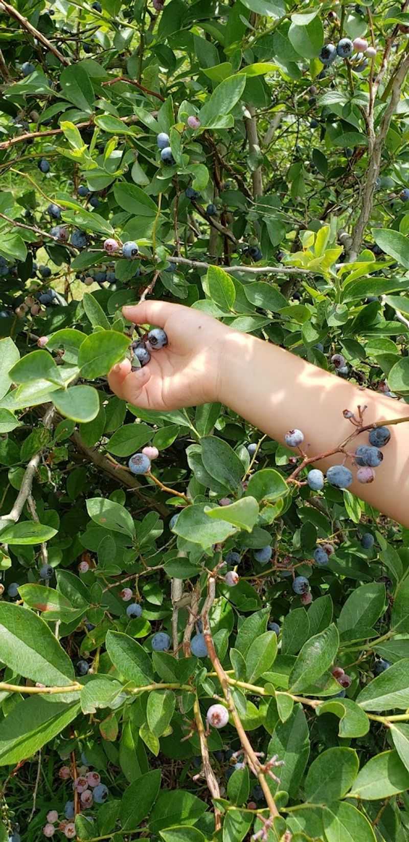 Blueberry Season and What to Expect