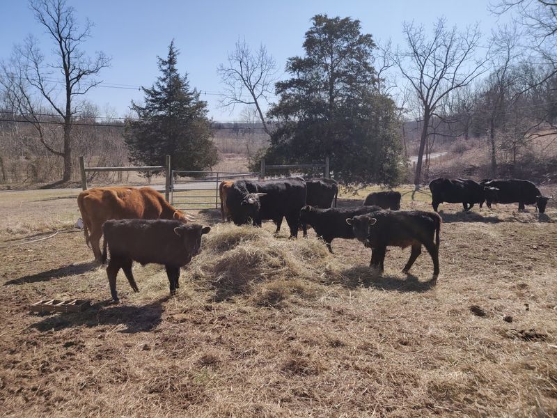 Regenerative Farming Is the Real Foundation Here