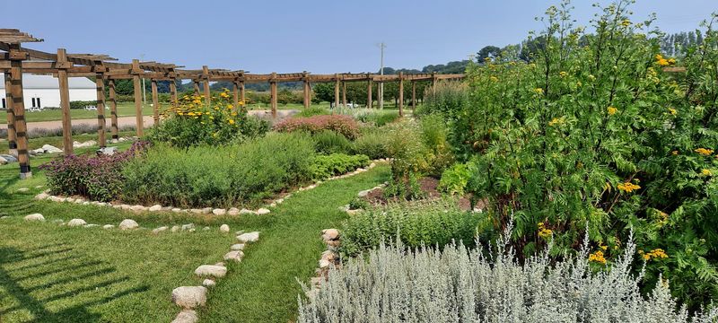 What the Lavender Season Actually Looks and Smells Like