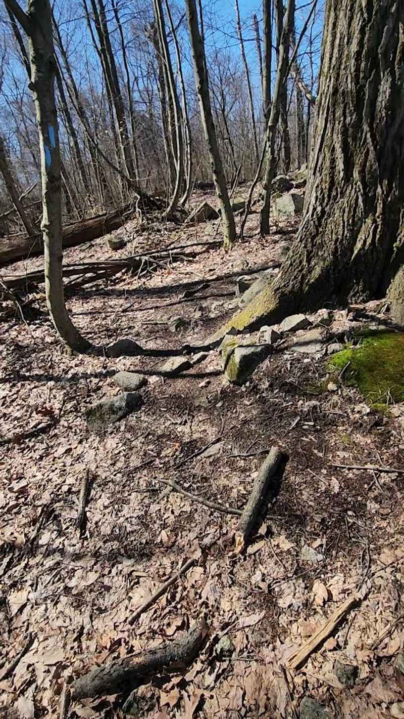 Trail System: Rocky, Rooted, and Worth Every Step