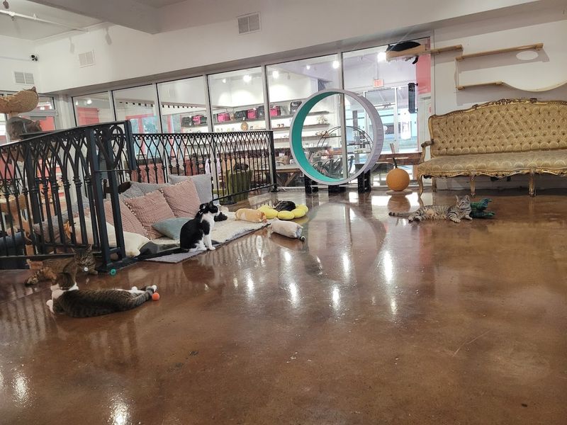 What the Cat Lounge Actually Looks Like Inside