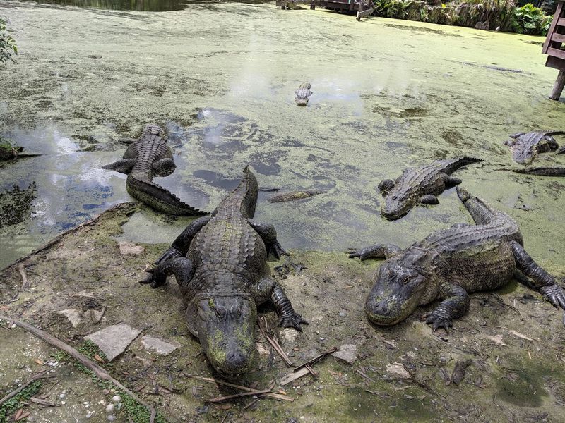 The Alligator Population: There Are a Lot of Them