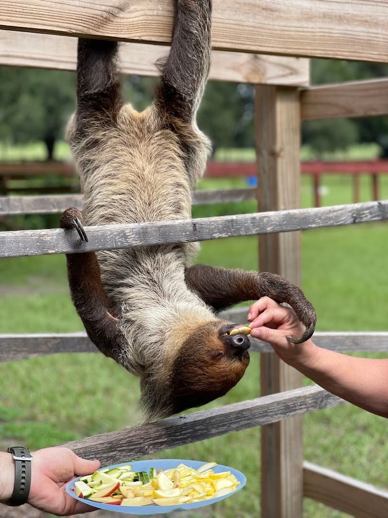 Meeting Dolly the Sloth