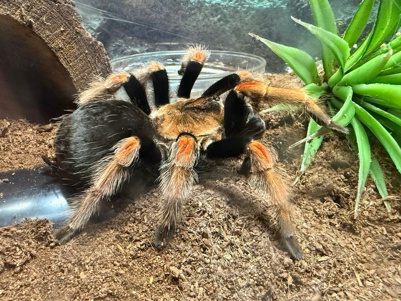 Live Bugs You Can Actually Touch