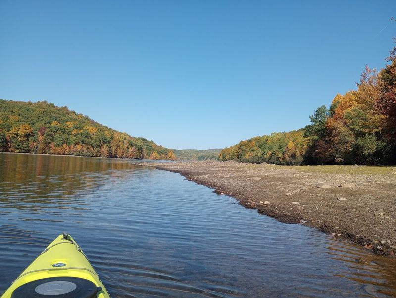 Wildlife That Shares the Water With You