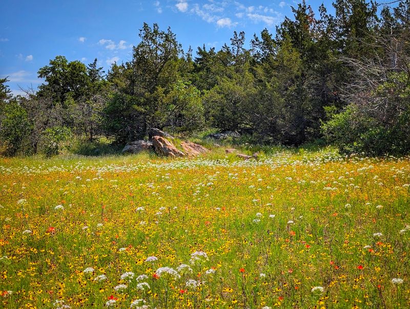 Wildflowers and Wildlife Along the Trail