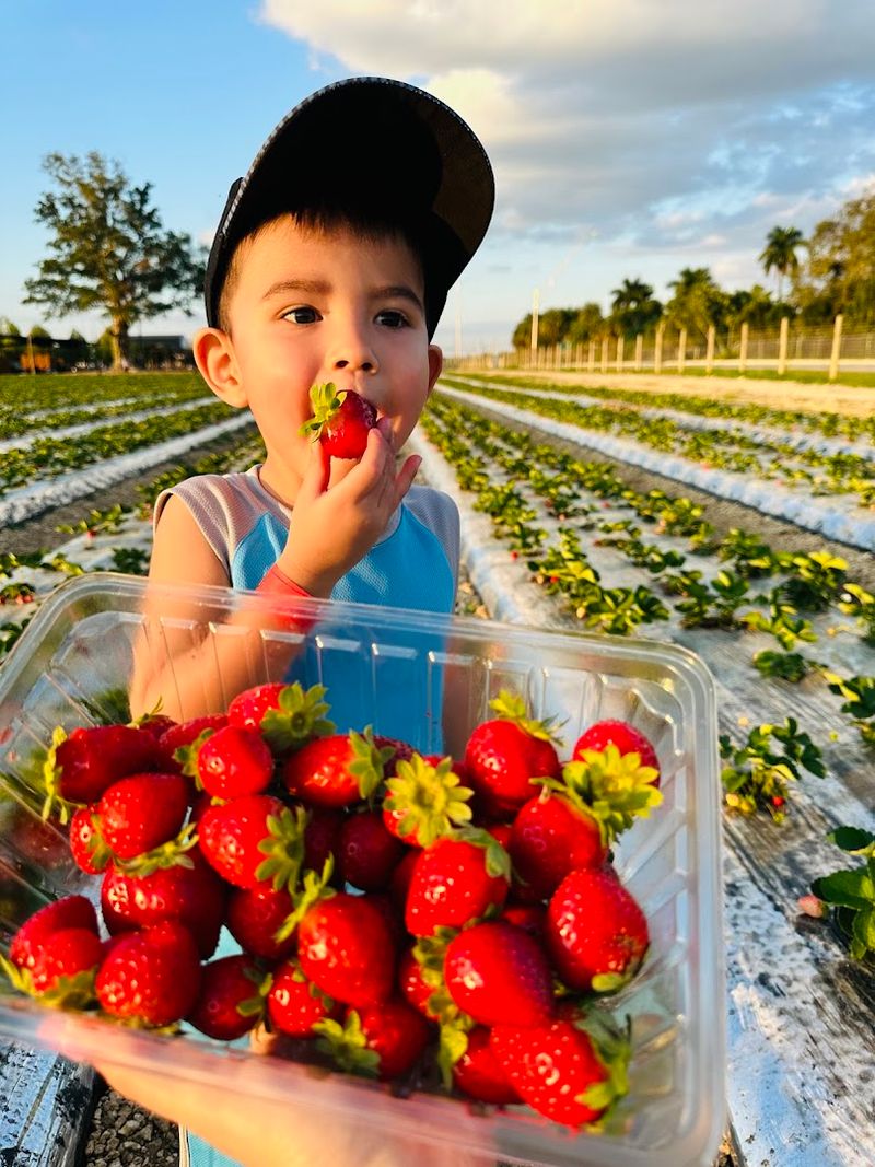 Strawberry Season at Its Peak