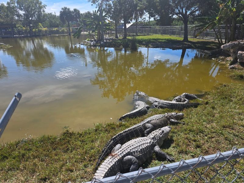 The Animal Sanctuary: More Than Just Gators