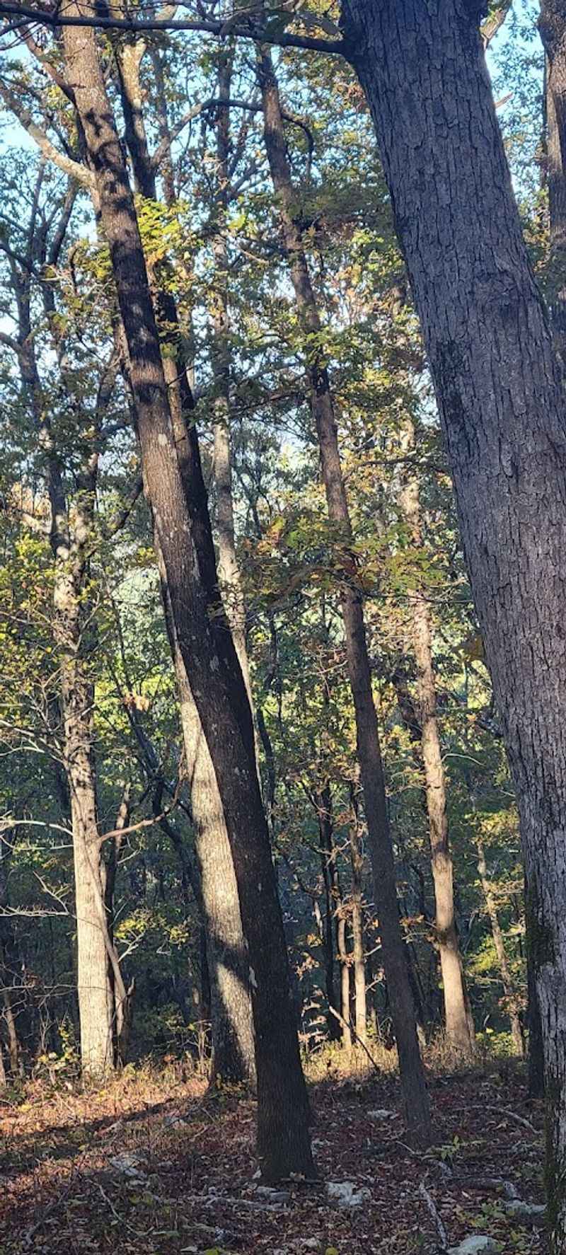 Wildflowers, Trees, and the Seasonal Show