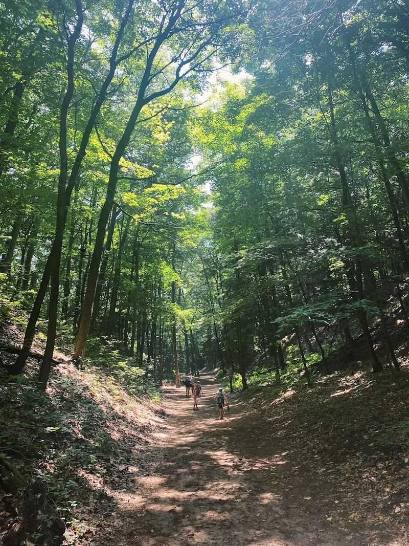 The Forest Walk: What You See Before the Dunes