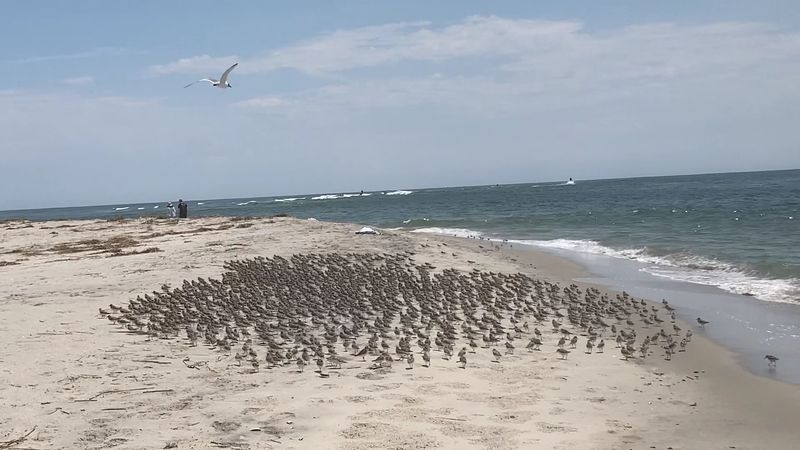 What the Wildlife Situation Actually Looks Like