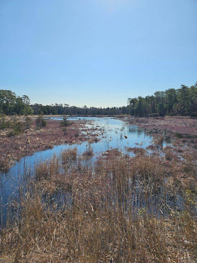 The Cranberry Bogs That Steal the Show