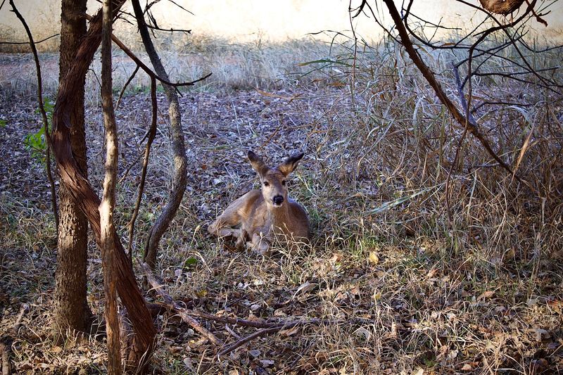 Wildlife Encounters That Catch You Off Guard