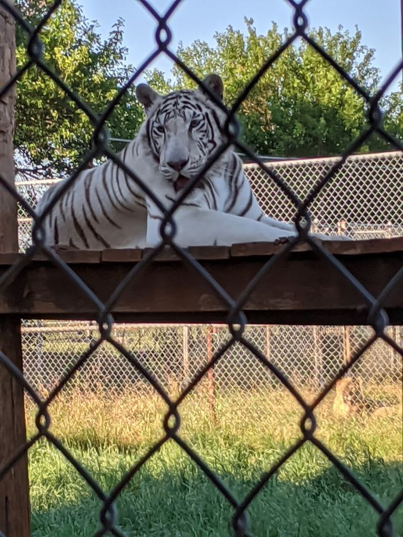 Big Cats Up Close: The Tigers and Lions