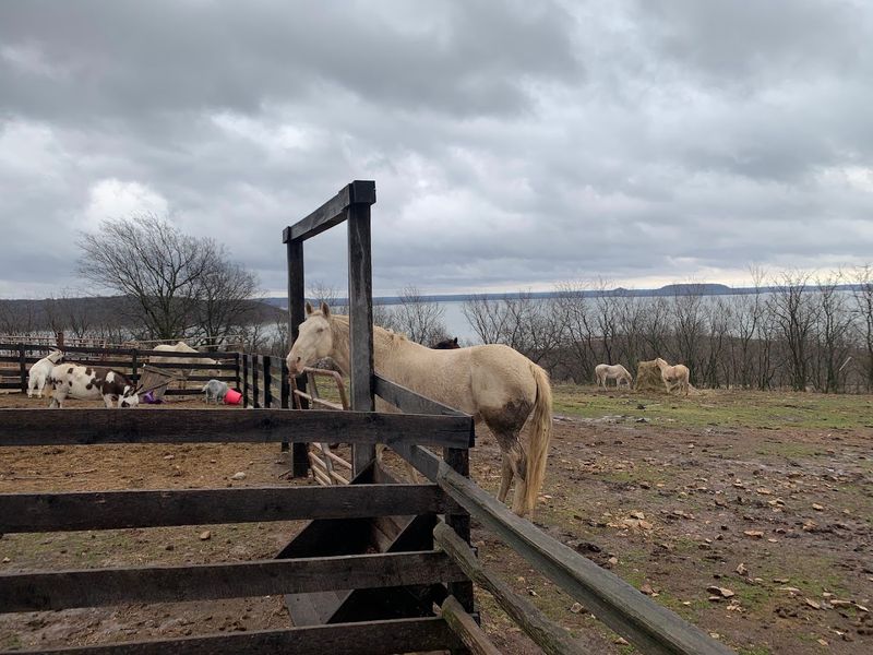 Animals, Barns, and Ranch Character