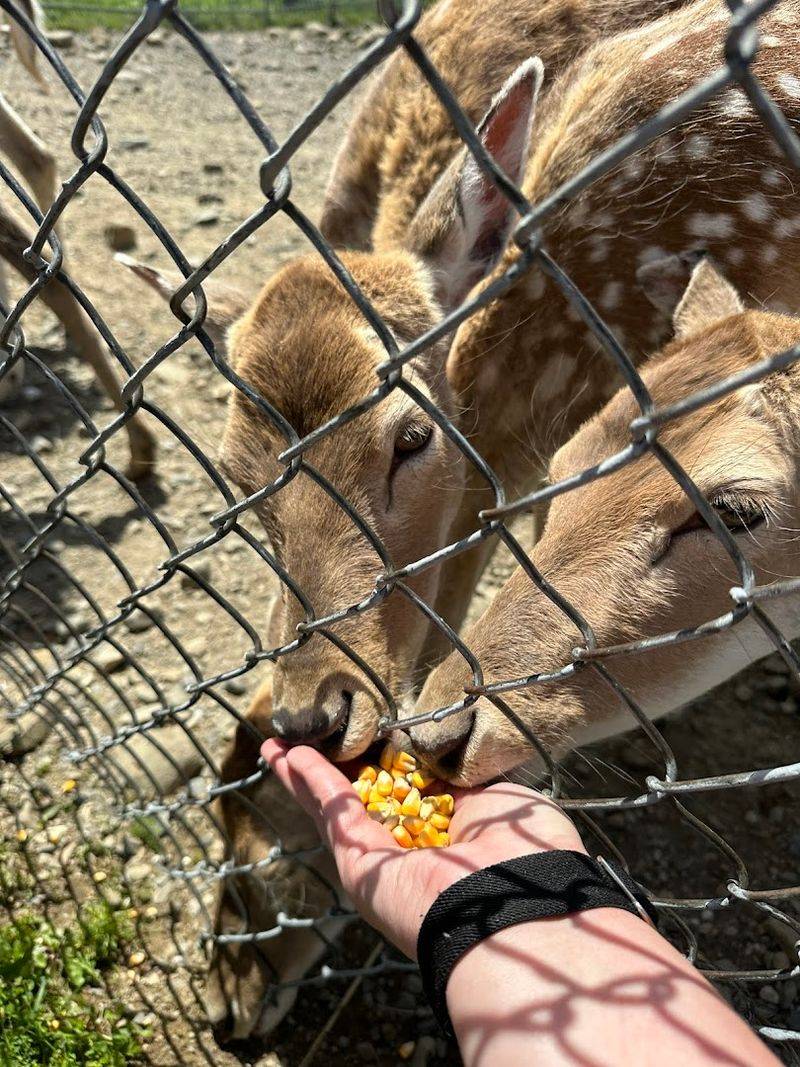 Feeding the Animals Is the Highlight for Most Kids