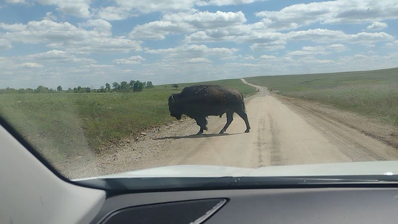 Driving the Bison Loop: What to Expect