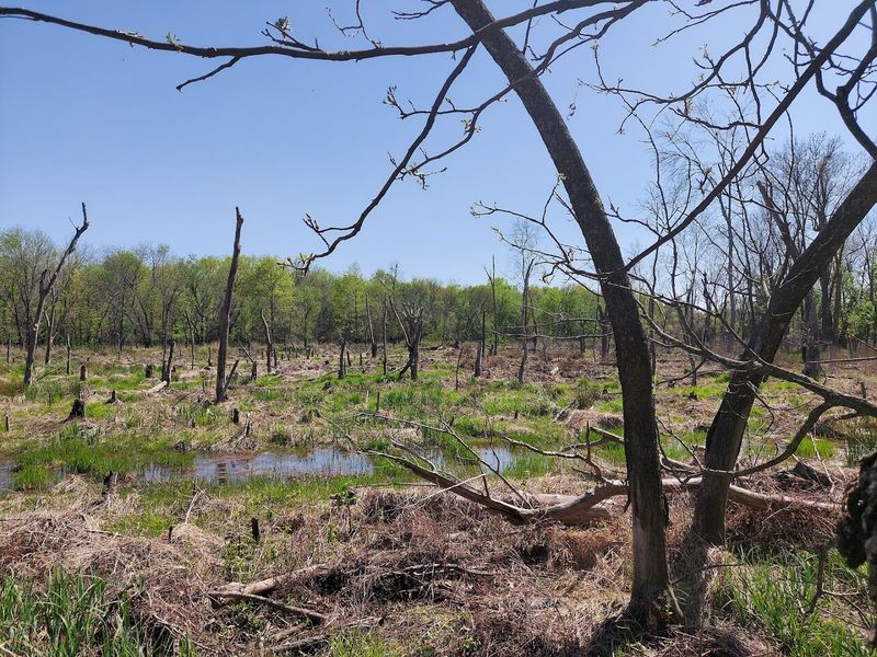 Prairie, Wetland, and Forest All in One Walk