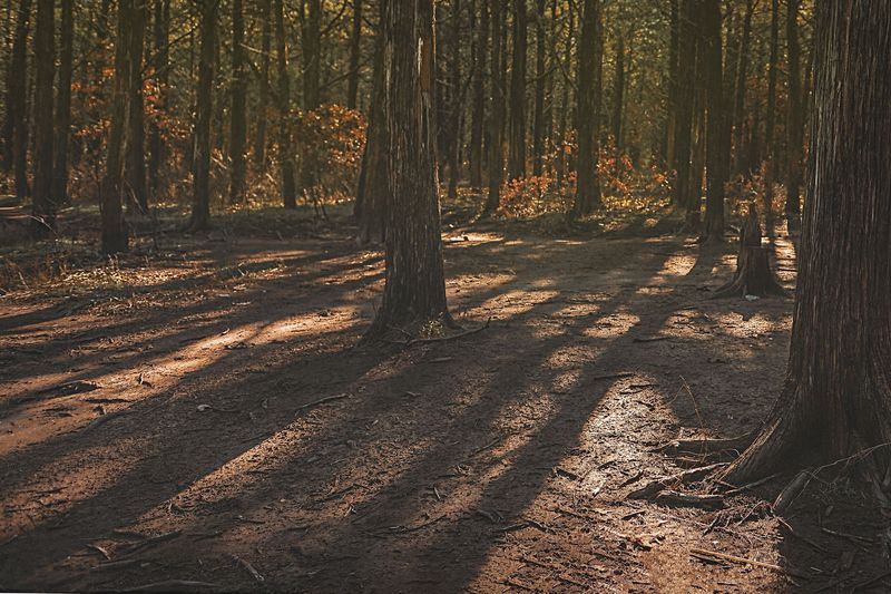 The Atmosphere and the Eerie Quiet