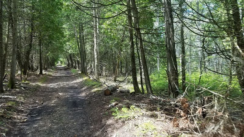 The Forest: Miles of Trees and Almost No One in Them