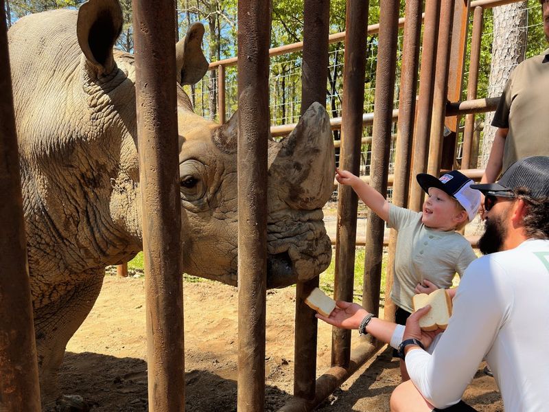 Meeting Rhonnie the White Rhino