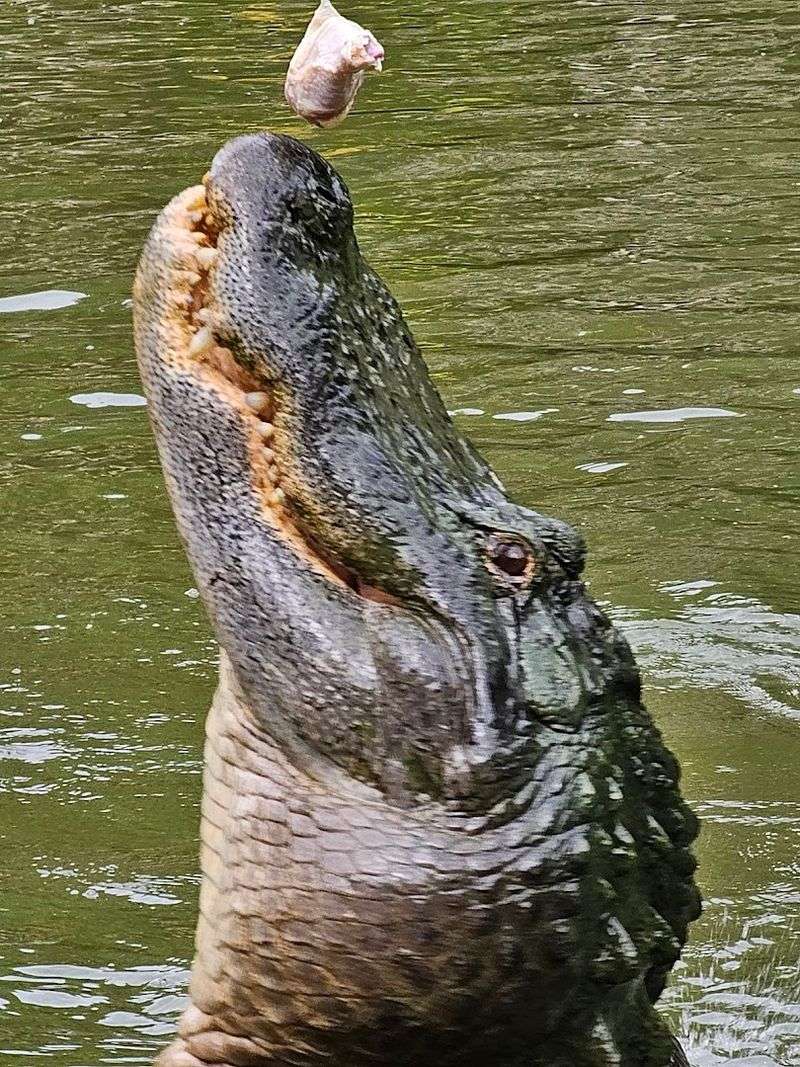 The Alligator Park and Gator Shows