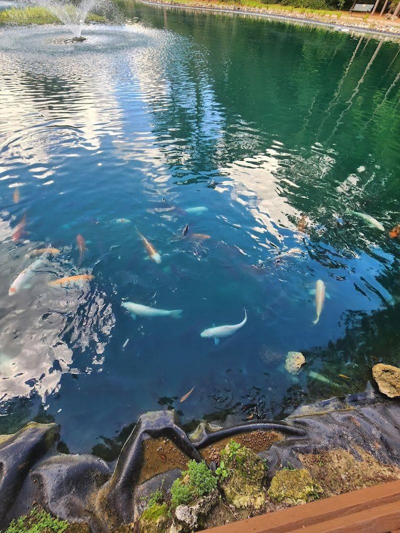 The Koi Pond: A Favorite Spot for Kids and Adults Alike