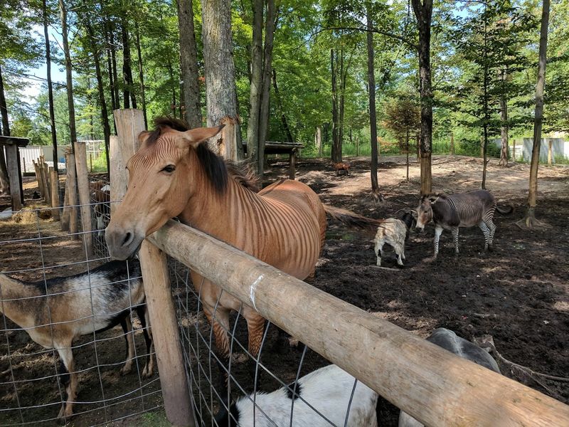 A Wooded Setting With Real Personality