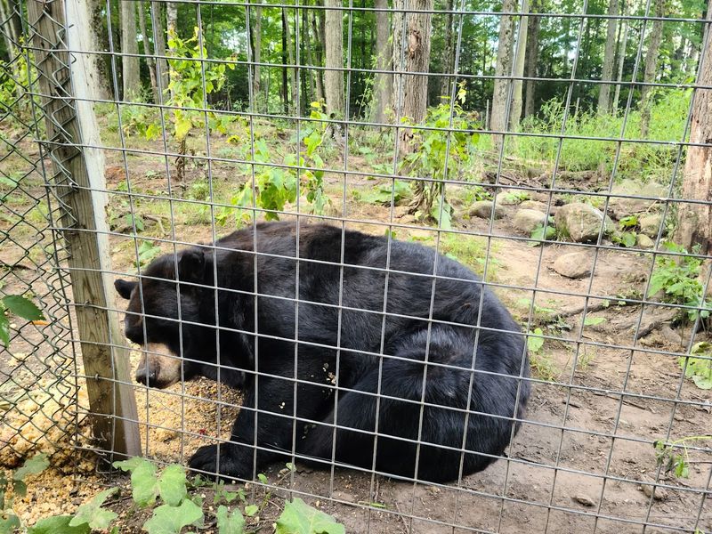 A Wooded Setting With Real Personality