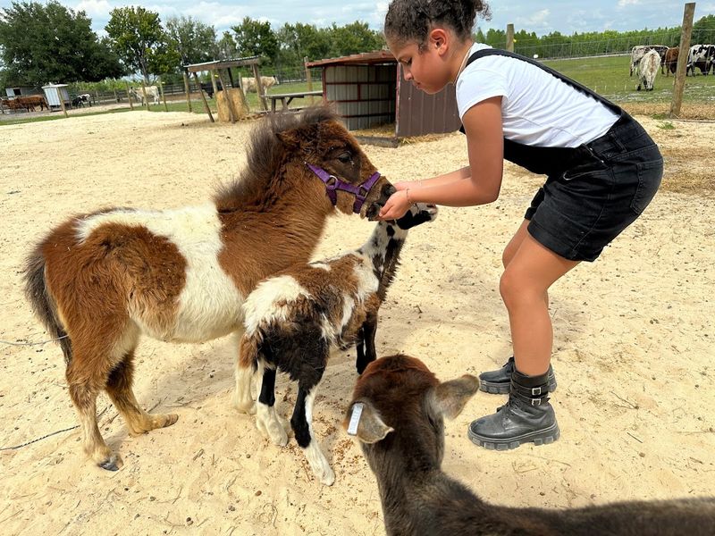Birthday Parties and Events With a Barnyard Twist