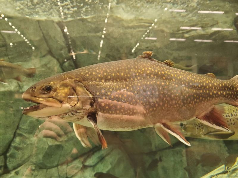 The Fish Tank That Keeps Everyone Glued