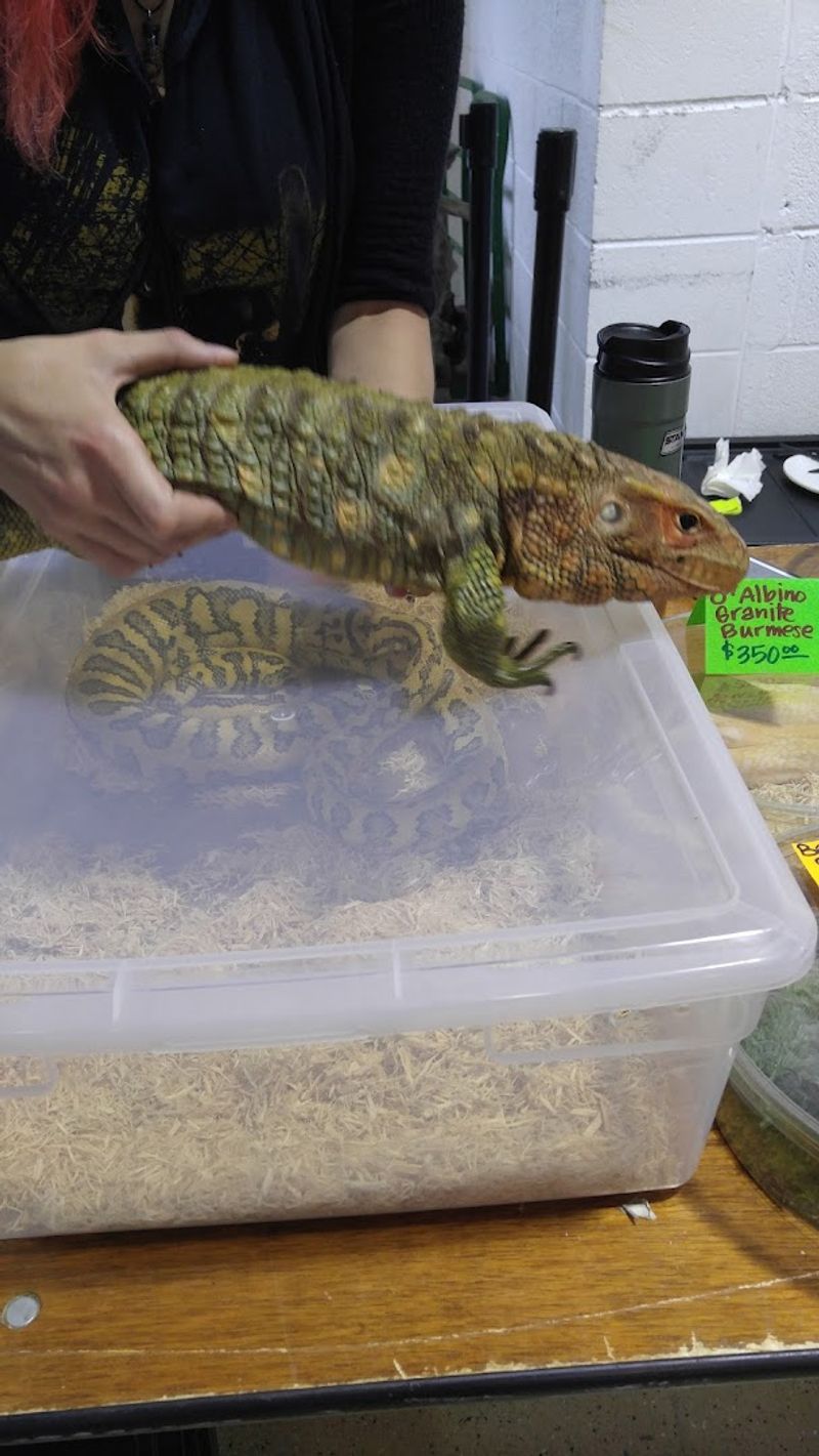 The Reptile Expo That Draws Families Every Month