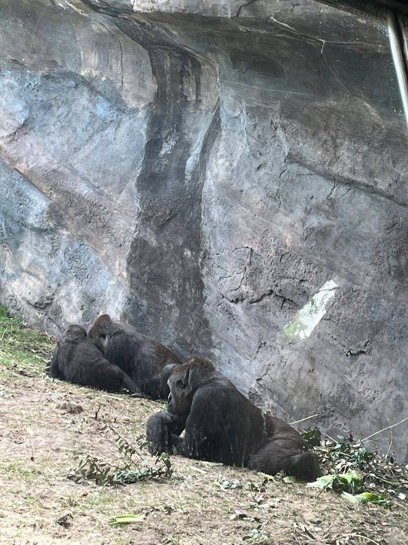 Baby Gorillas and Family Dynamics