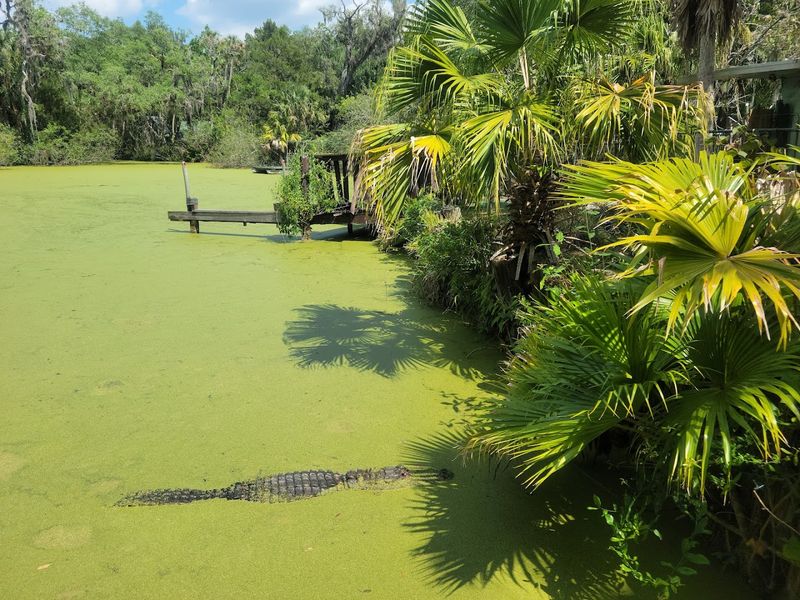 The Swamp Boat Ride: Peaceful and a Little Sketchy in the Best Way