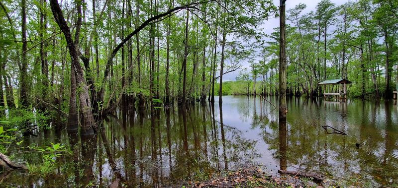 Camping Under the Pines at the Recreation Area