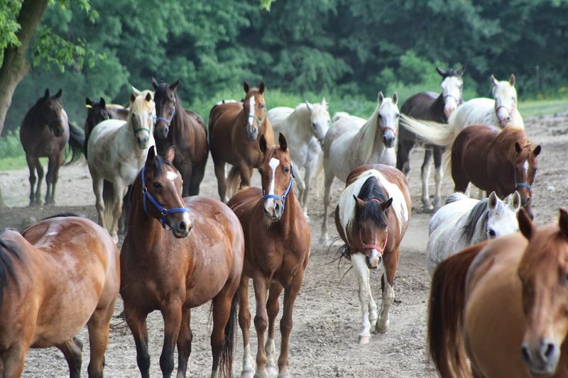 Horses at the Heart of Everything