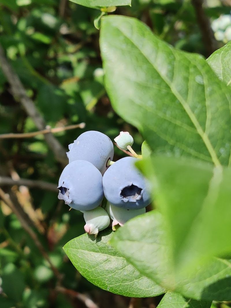 Why the berries taste so good