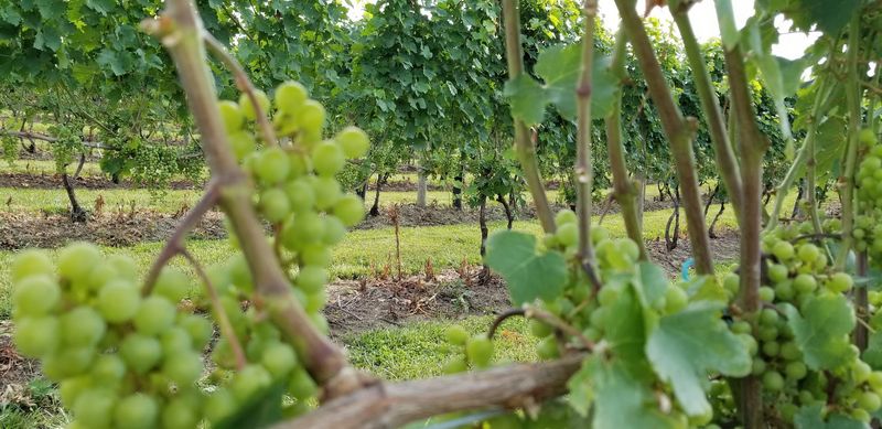 Why Paw Paw makes the experience work